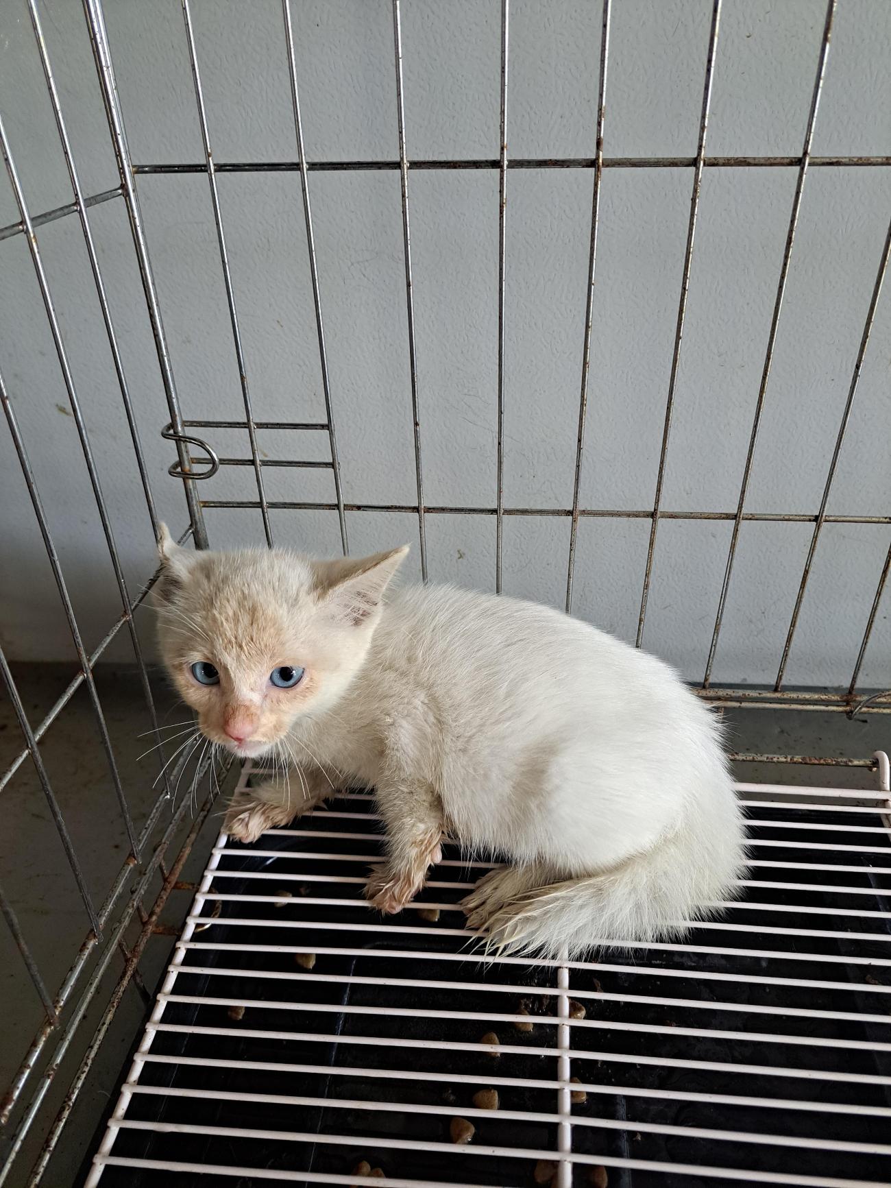 부산동물보호센터_426332202500582